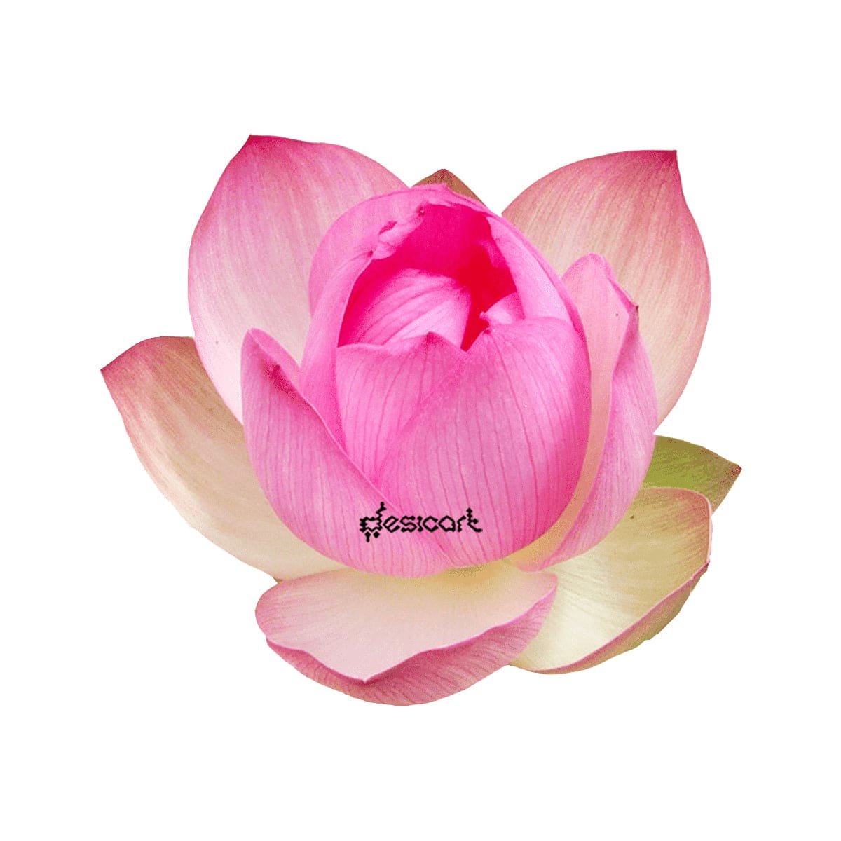 Lotus Flower